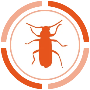 antitarlo derattizzazione monitoraggio