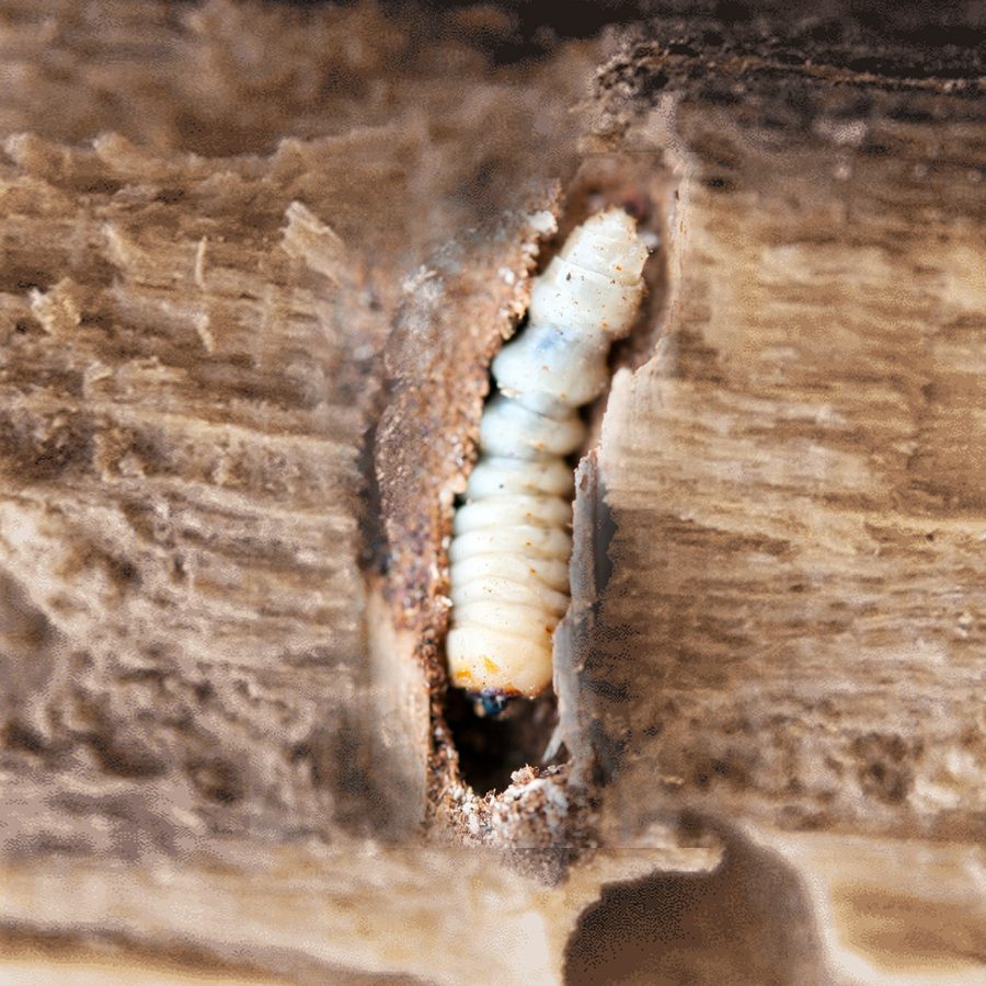 larva del tarlo del legno