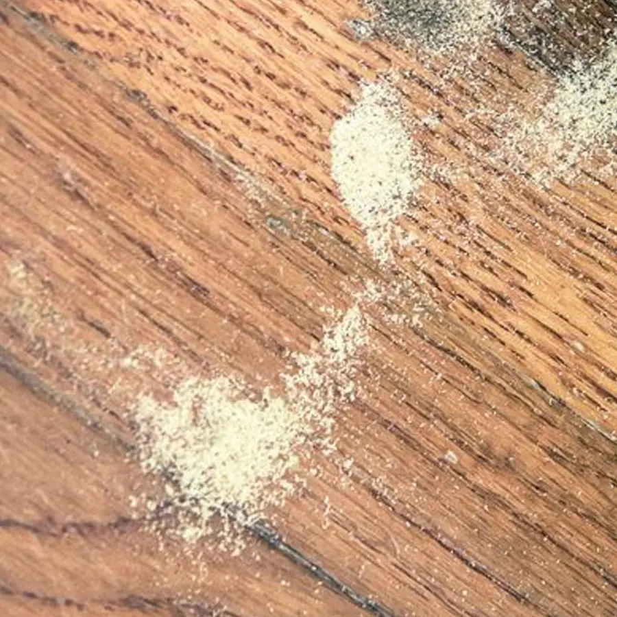 tarlo del legno la polverina
